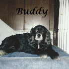 Buddy 2000-2015